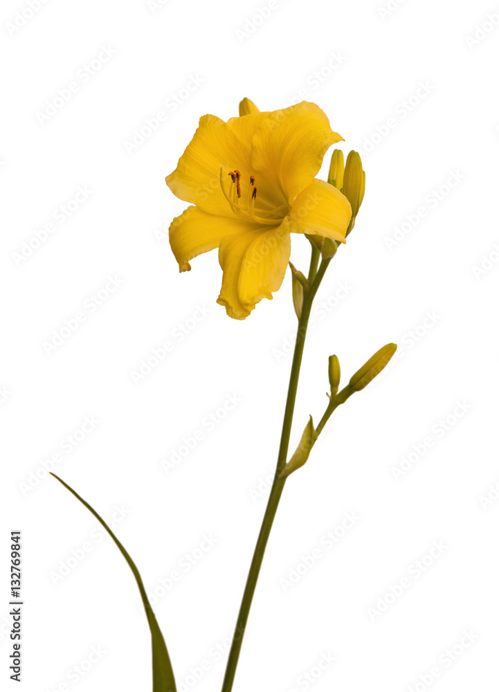 Fototapeta premium Yellow Daylily (hemerocallis) sort 