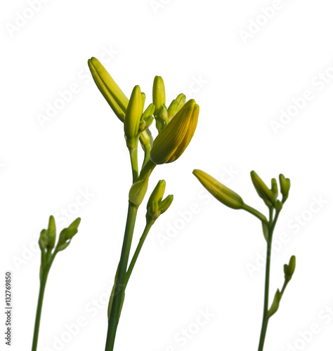 Stems   daylily with buds