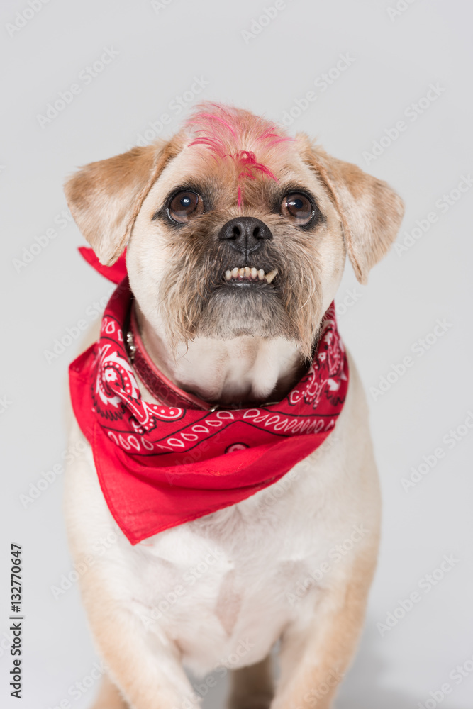 do-pugs-and-jack-russells-get-along