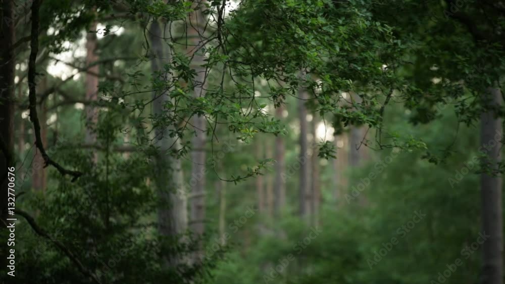 Deep dark forest: close up Deep dark forest: close up