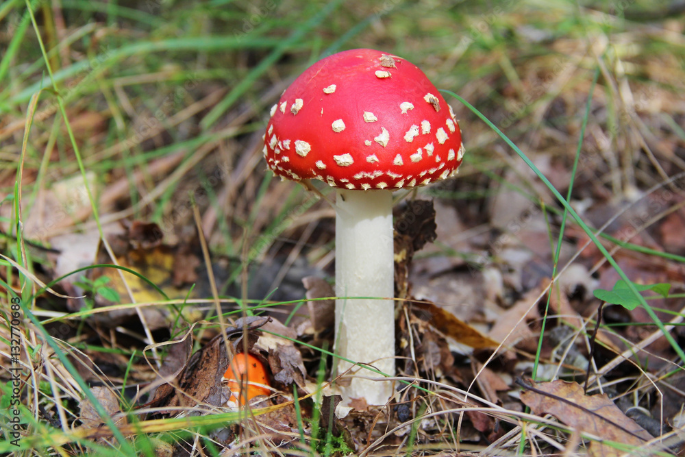 Red agaric mushroom growing in the grass. Red agaric mushroom growing in the grass.