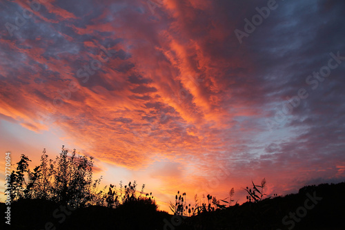 Fantastic sunset with plants in the foreground. Crimea.