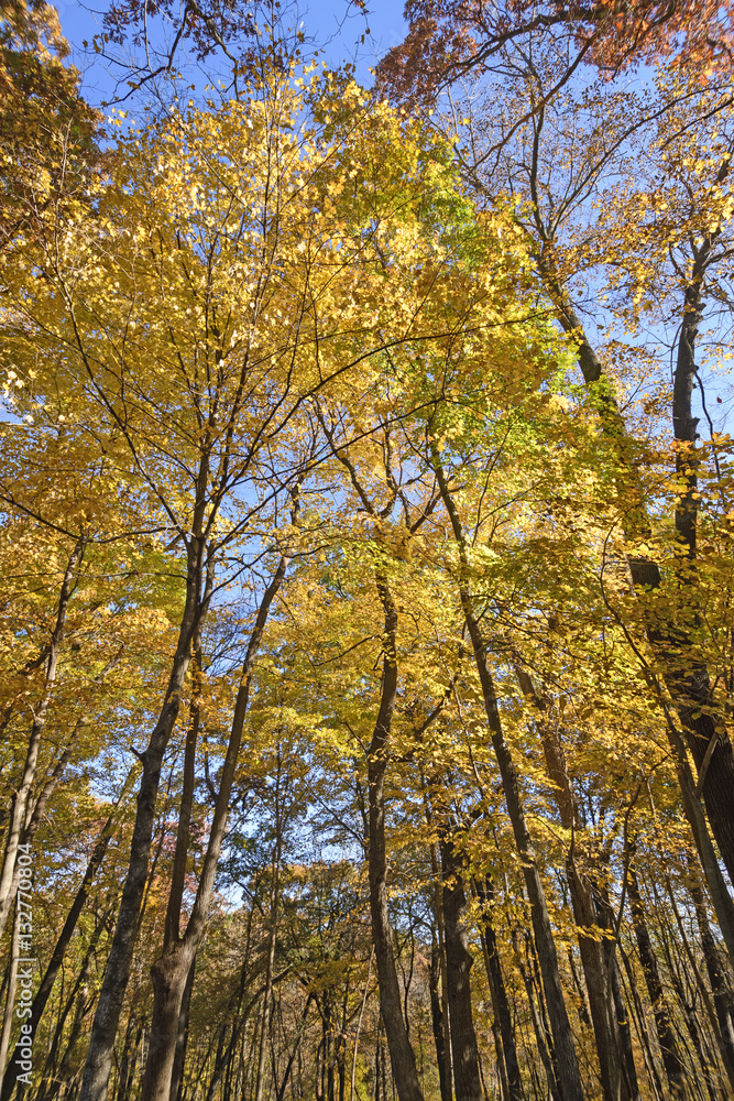 Looking up into a Sea of Yellow