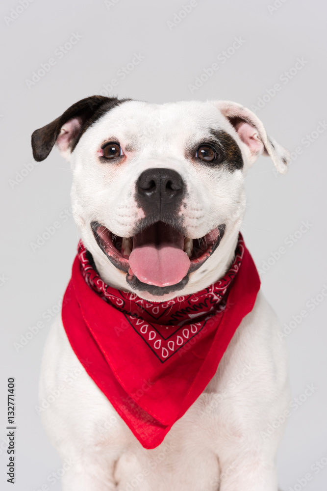 A black and white Staffordshire bull terrier dog,isolated on a white seamless wall in a photo studio. A black and white Staffordshire bull terrier dog,isolated on a white seamless wall in a photo studio.