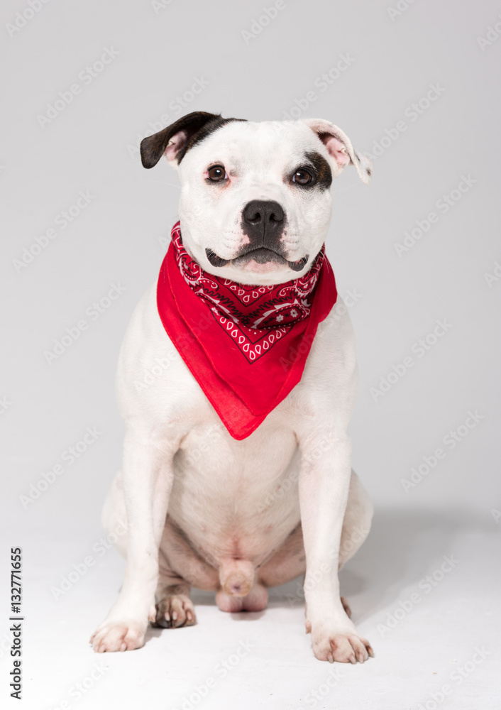 A black and white Staffordshire bull terrier dog,isolated on a white seamless wall in a photo studio.