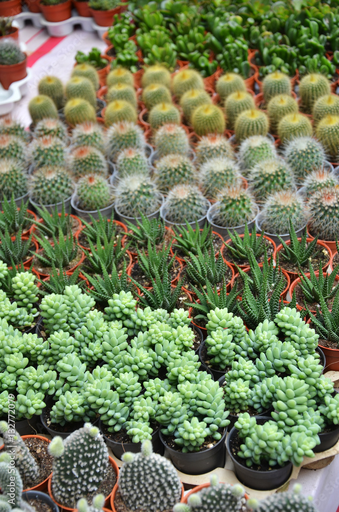 Group of small cactus in the pot Group of small cactus in the pot