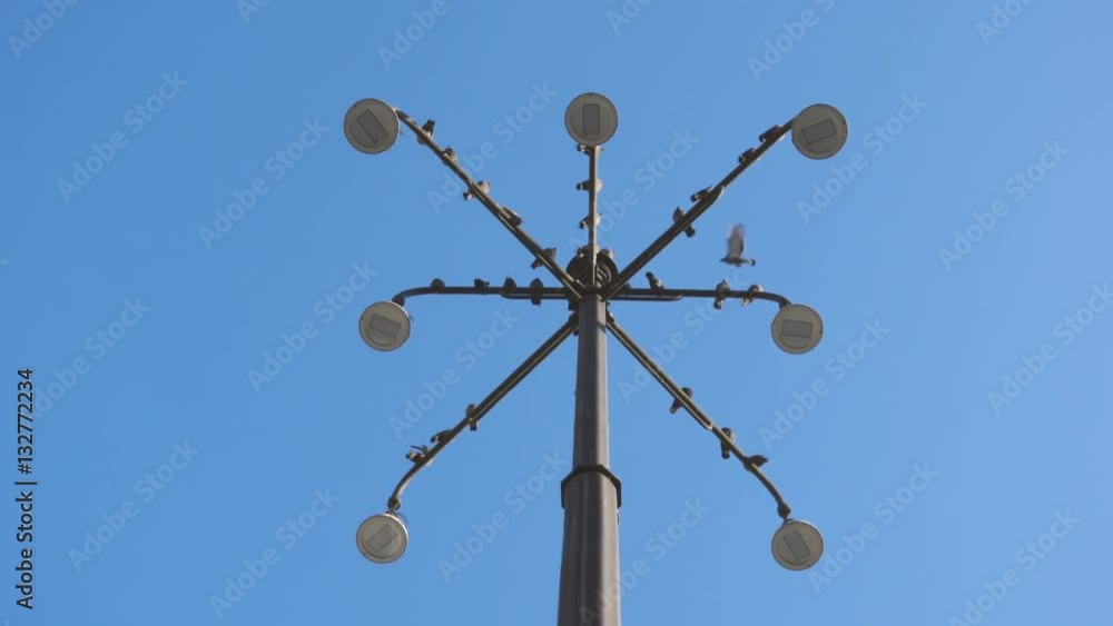 Pigeons on street lamps in daylight
