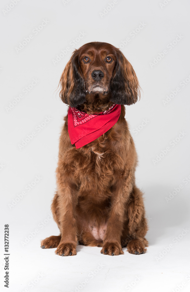 A spaniel dog, isolated on a white seamless wall in a photo studio.