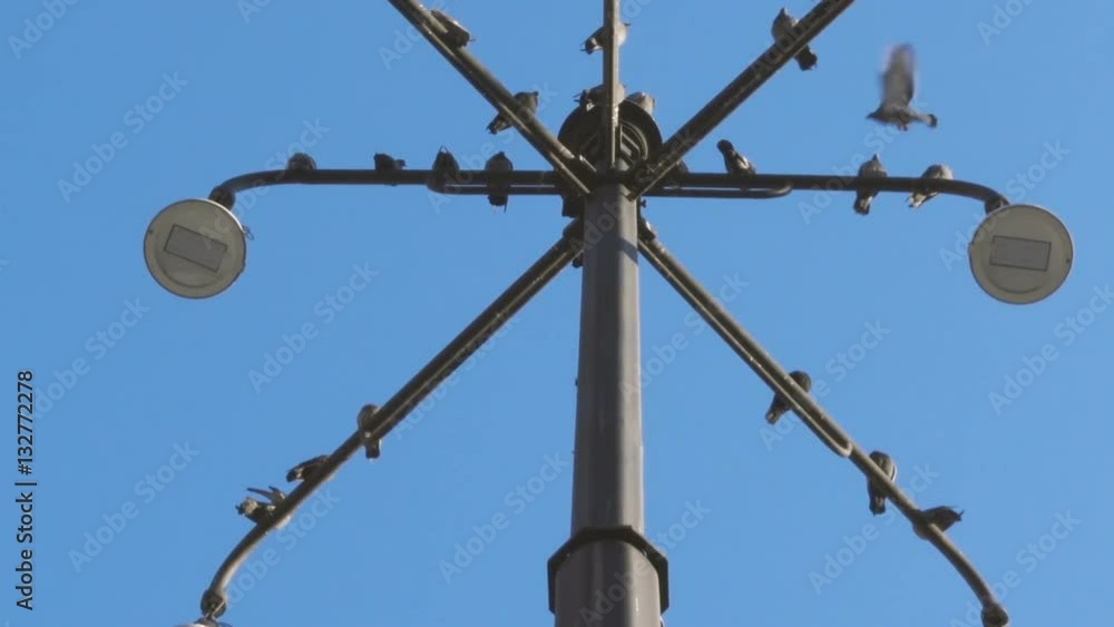 Pigeons on street lamps in daylight Pigeons on street lamps in daylight