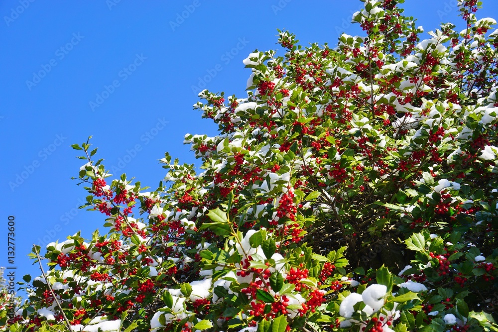 Holly tree and berries covered with winter snow Holly tree and berries covered with winter snow