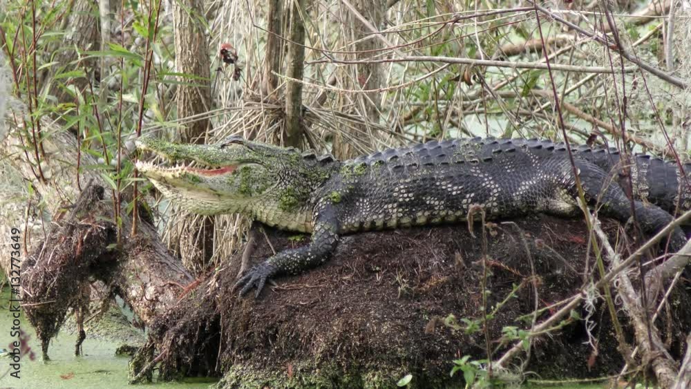 American alligator basking in Florida swamp American alligator basking in Florida swamp