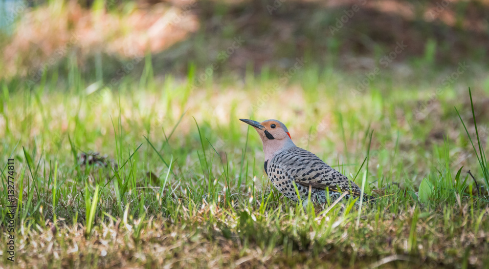 Happy North American Yellow Shafted Flicker - Colaptes auratus - on the woodland floor in spring hunting for grubs in the ground. Happy North American Yellow Shafted Flicker - Colaptes auratus - on the woodland floor in spring hunting for grubs in the ground.