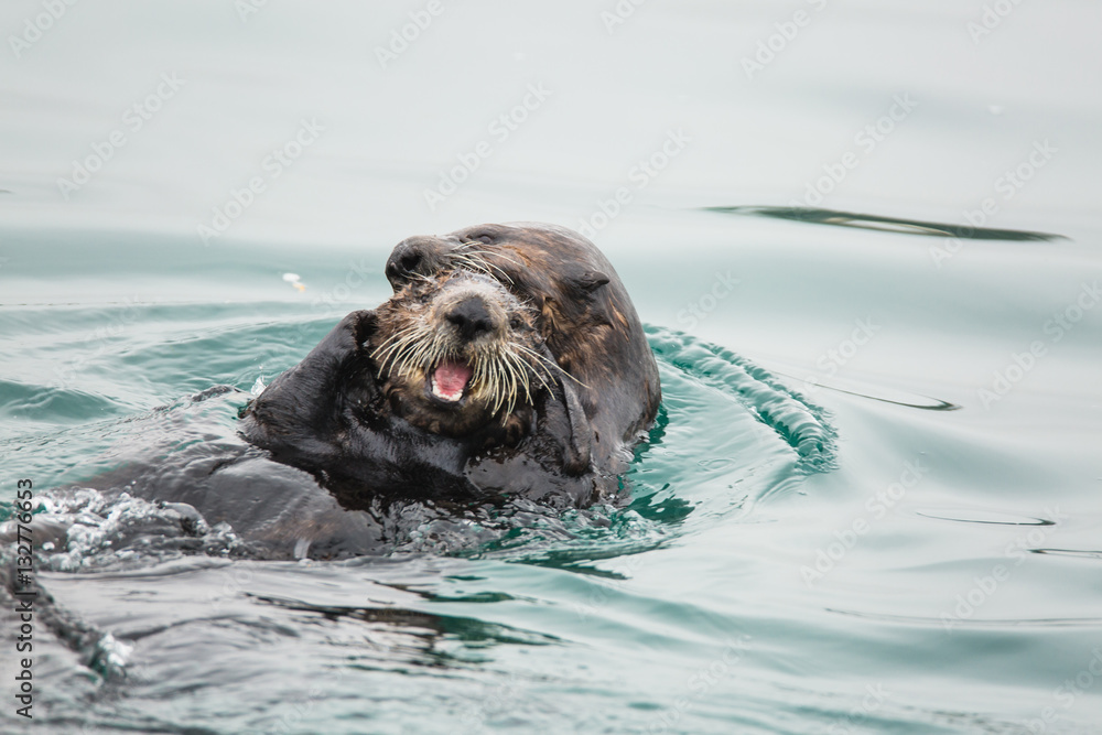 Obraz premium Sea Otters playing in the water at the edge of the Elkhorn Slough in Moss Landing, California