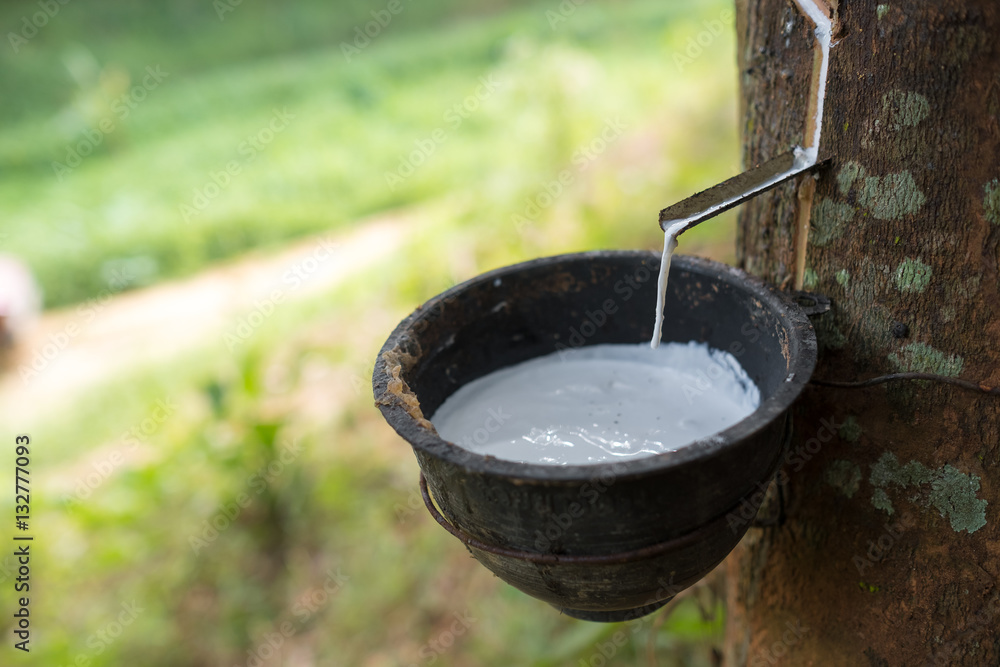 Rubber tree Rubber tree