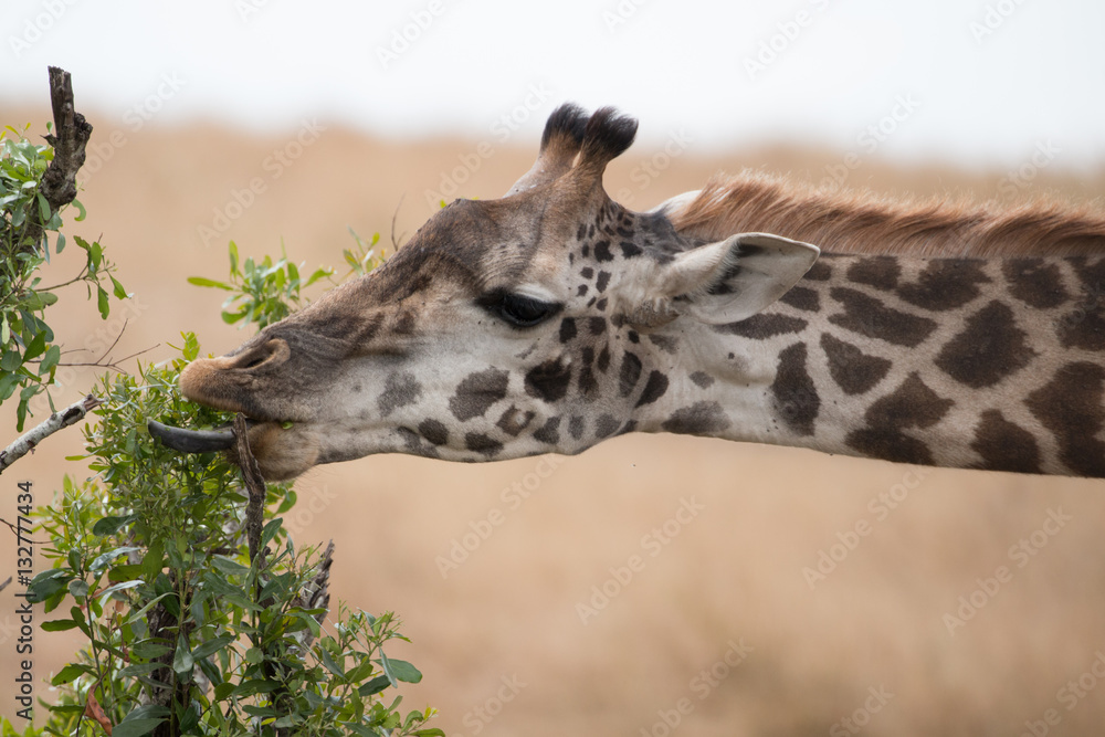 Obraz premium Giraffe