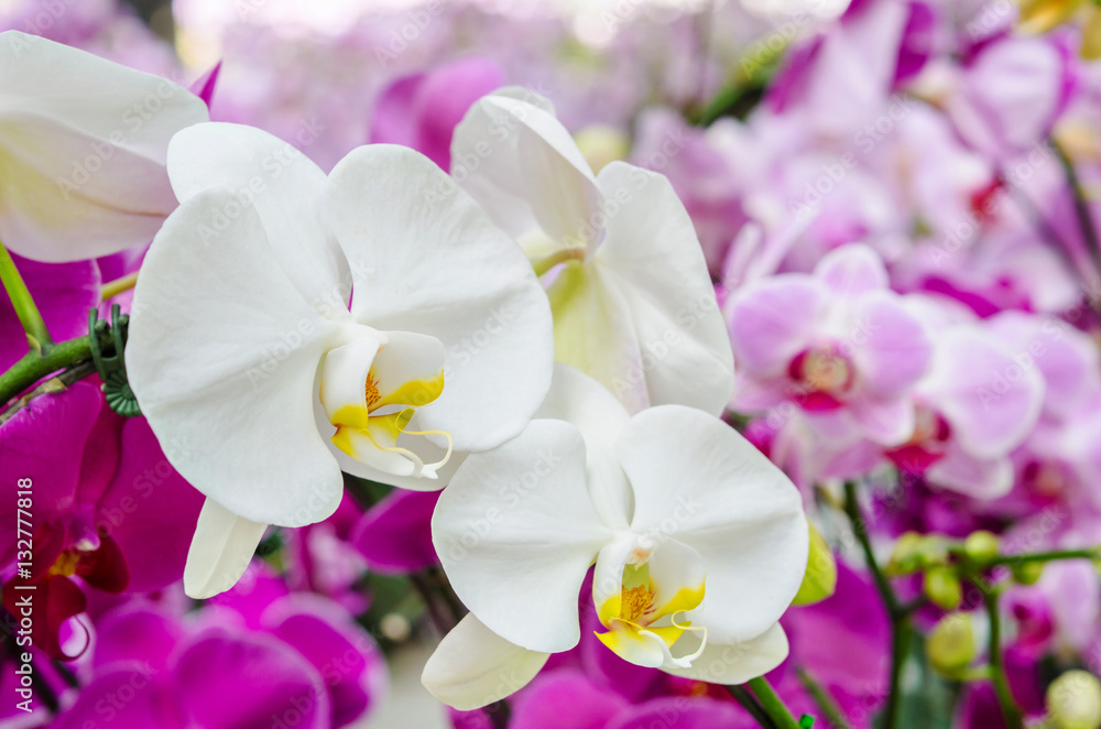 Obraz premium White orchid in garden