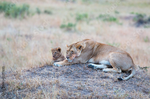 Lionees and cub - Masai Mara - Kenya