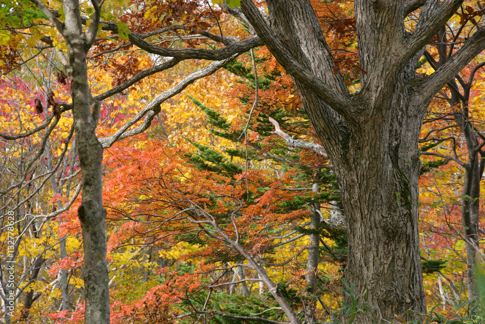 ニセコ山系の紅葉