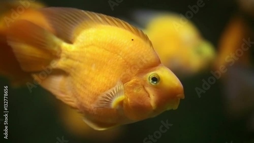 Yellow wrasse, also known as Golden Rainbowfish, Golden Wrasse, Yellow Coris, or Canary Wrasse  (Halichoeres chrysus) close up shot underwater photo
