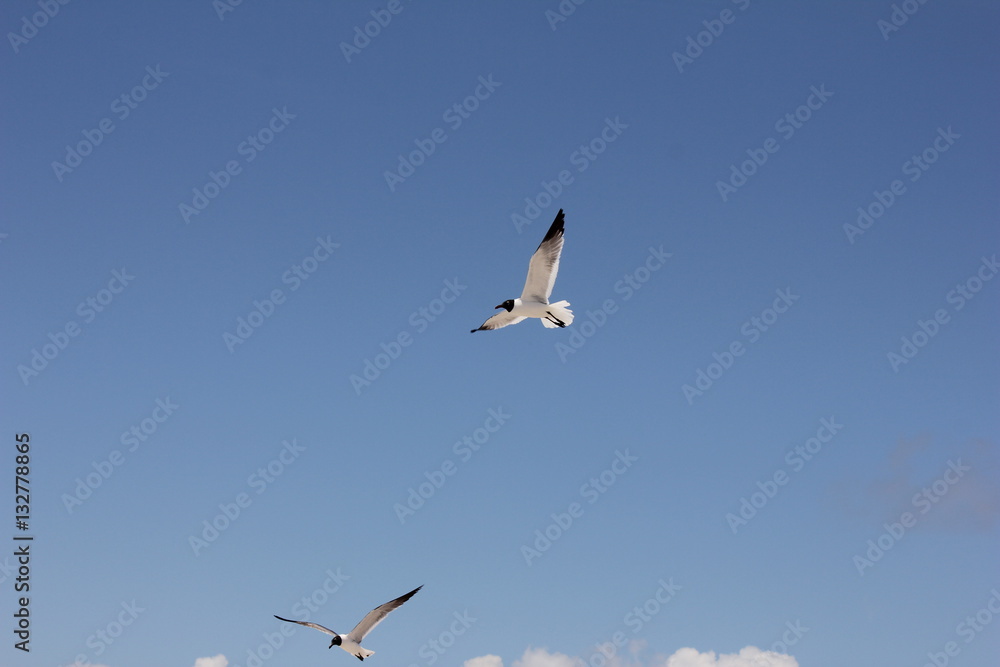 Fototapeta premium Seagull in flight