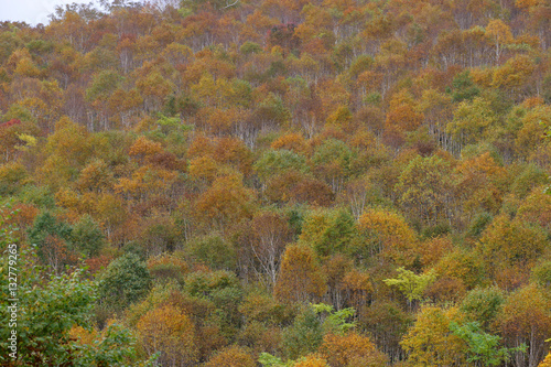ニセコ山系の紅葉