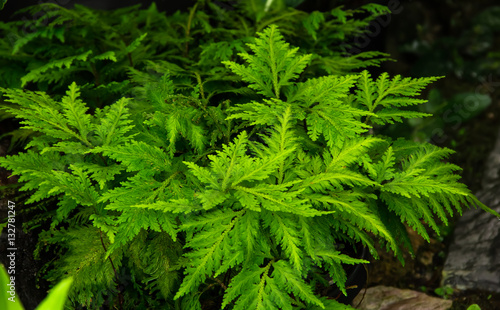 great green bush of fern