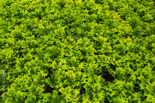 great green bush of fern
