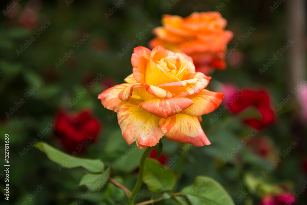 beautiful yellow rose