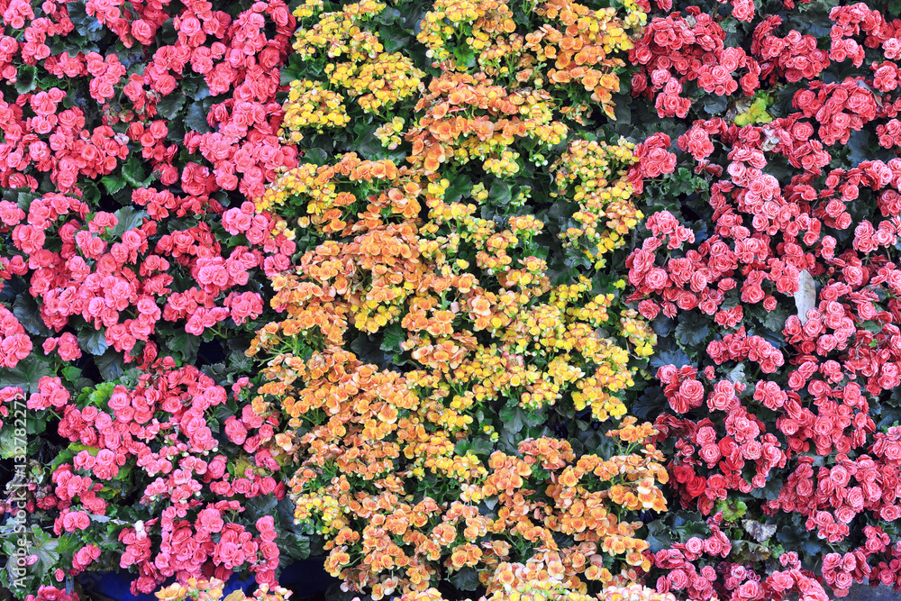 beautiful flowers color background. over light beautiful flowers color background. over light