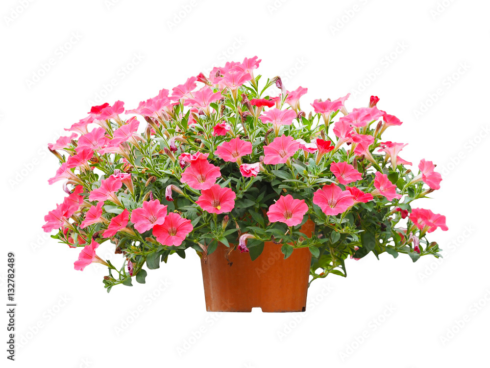 Flowerpot pink petunia flowers isolated