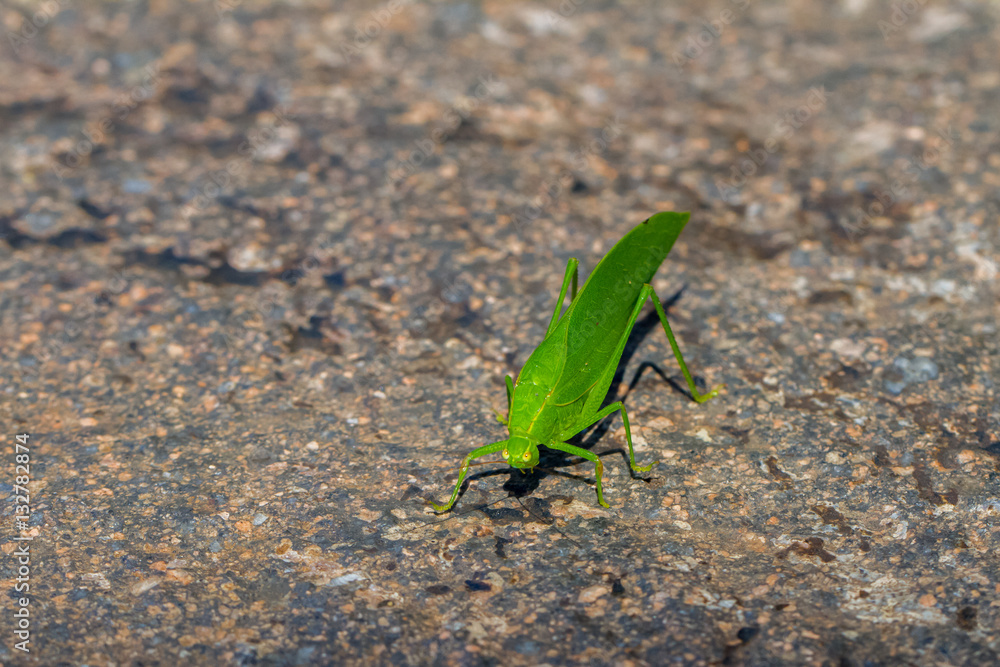 Close-up of green katydids on the wall Close-up of green katydids on the wall