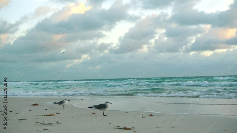 Stormy Morning on South Beach Miami Seagulls Blowing Away by Wind and Waves Stormy Morning on South Beach Miami Seagulls Blowing Away by Wind and Waves