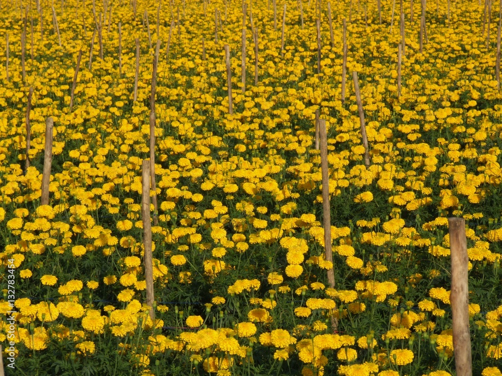Obraz premium marigold flower field