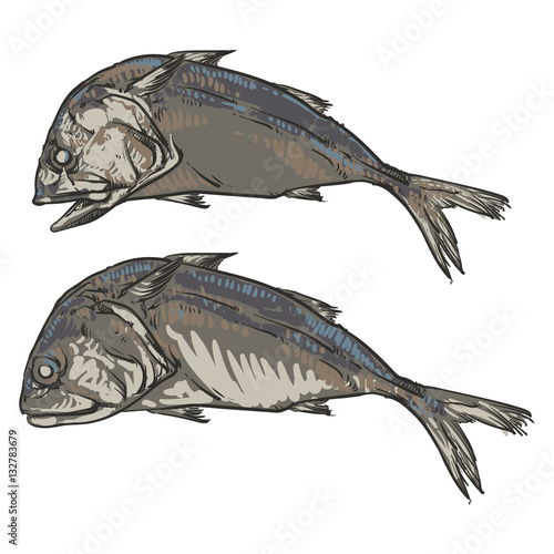 Mackerel on a white background. Vintage hand drawn vector i