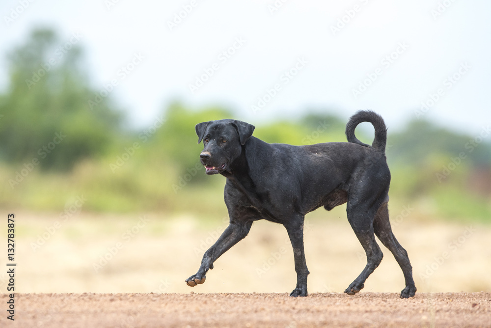 Black dog walking on Lateritic soil road Black dog walking on Lateritic soil road