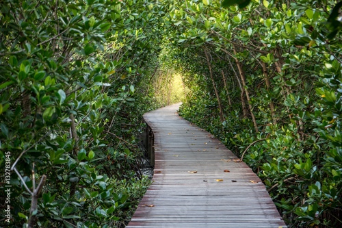 Tree tunnel with wood bridge walk to the mangrove forest