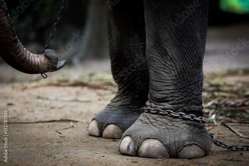 Chained elephant 