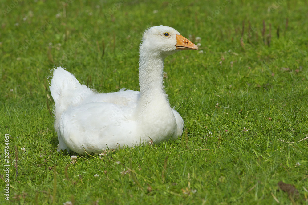 Geese in the meadow. Geese in the meadow.