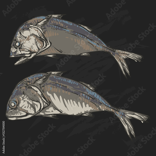 Thai mackerel on a black background. Vintage hand drawn vector i