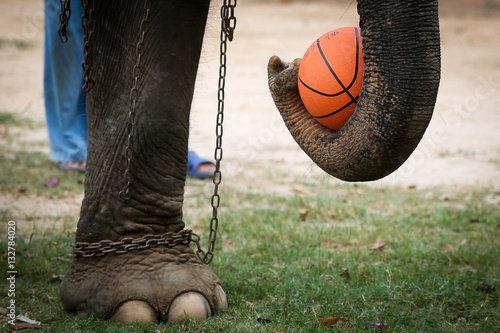 Chained elephant