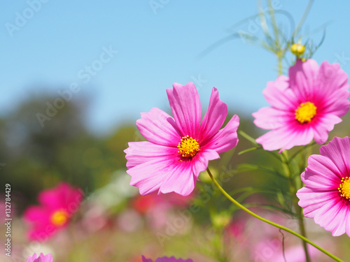 pink cosmos blooming over clear blue sky © pkanchana