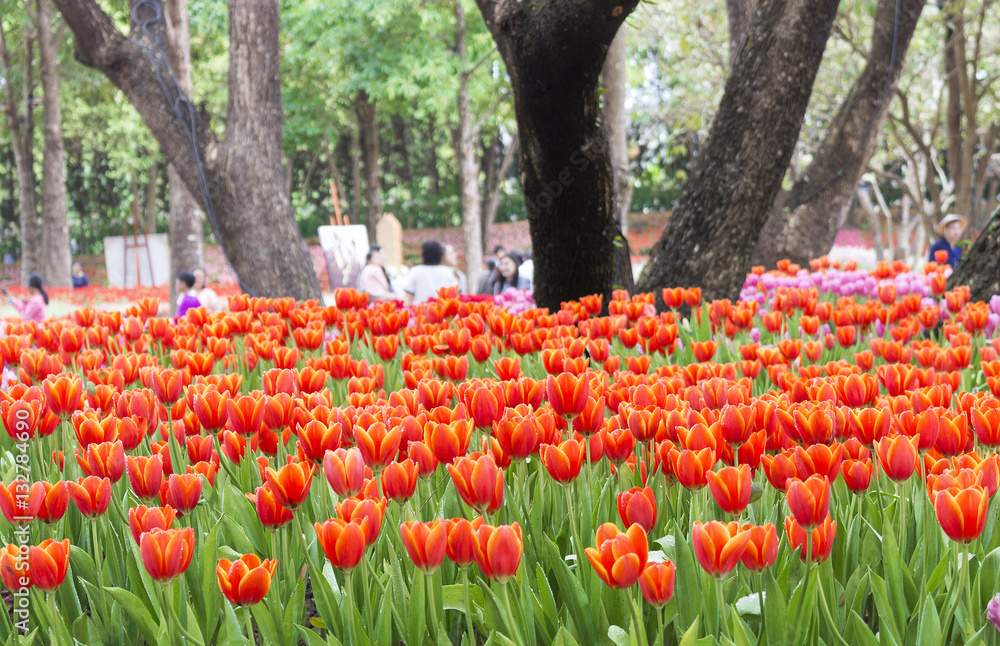 red tulips in the park. soft-focus in the background. over light