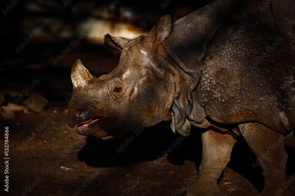 Fototapeta premium Rhinoceros 2