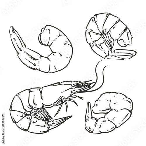 Shrimp cocktail drawing on a white background. seafood for a par