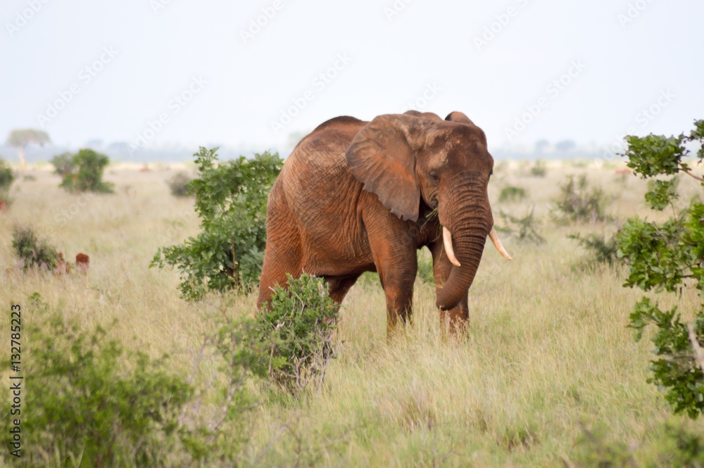 Red elephant in the savannah