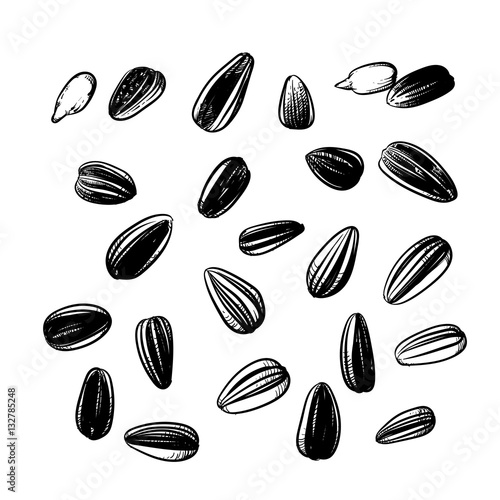 Sunflower seeds isolated on white background. Hand drawn sketch.