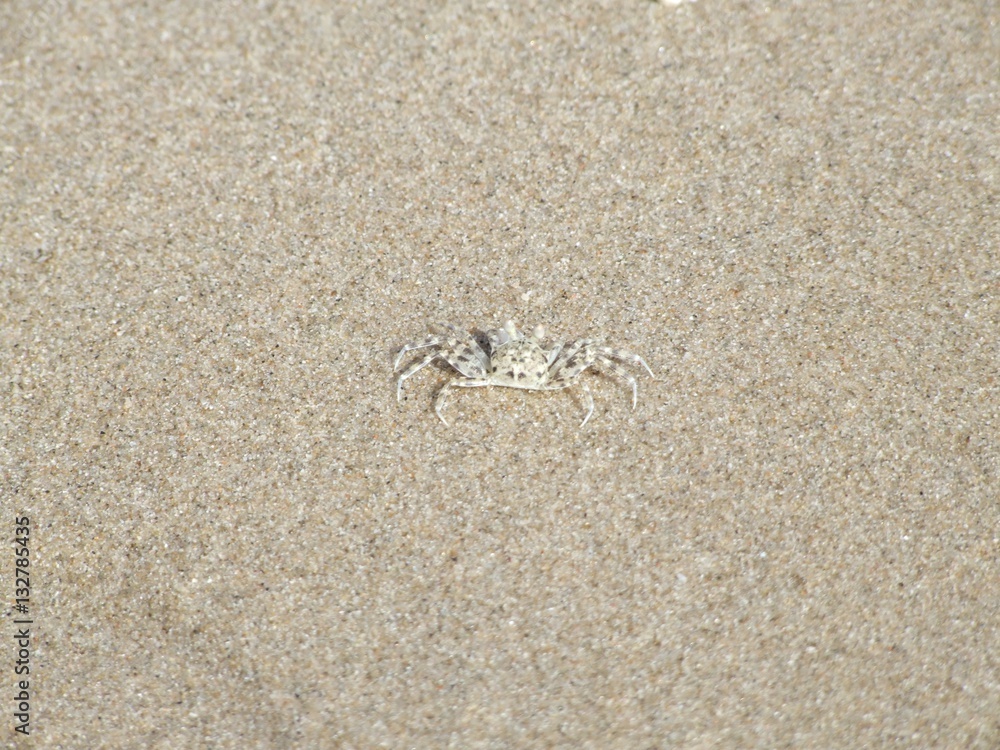 tiny Ghost crab