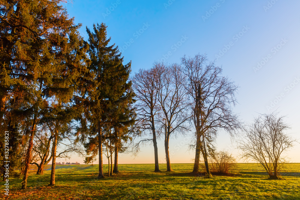 rural landscape with trees at sunset