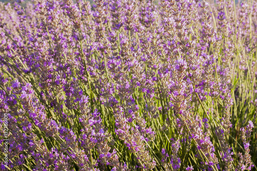 Field of blooming lavender flowers