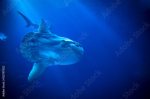 Sunfish photo